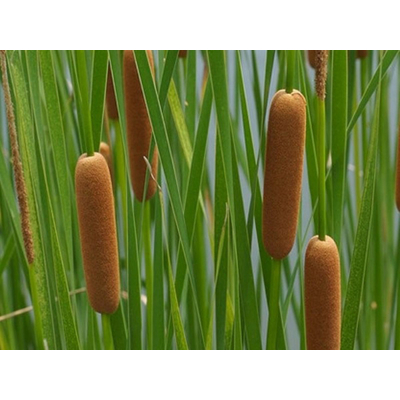 Typha gracilis Co2,5L 30/40