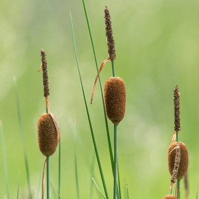 Typha minima  P9