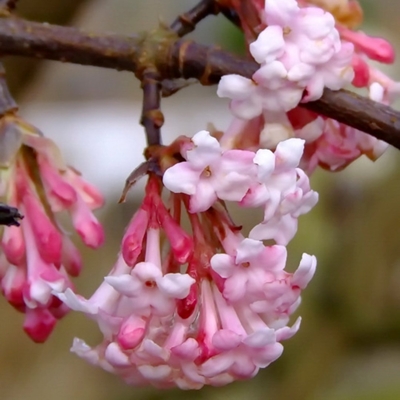 Kalina skorá - Viburnum bodnantense ´Dawn´ - 90/110cm