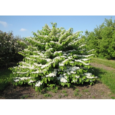 Kalina - Viburnum plicatum ´Kilimanjaro´Co2,5L 20/30