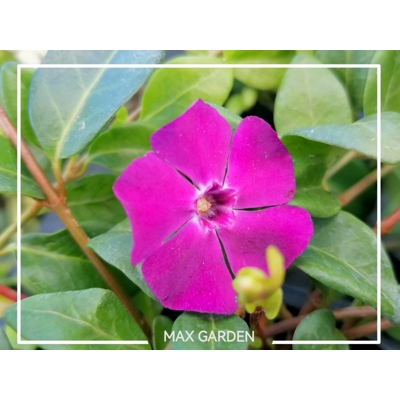 Zimozeleň menšia - Vinca minor  'Atropurpurea'  Co2L 25+