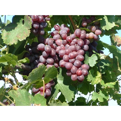 Vinič stolový - Vitis vinifera 'Anita' - biele bezsemenné  KM20