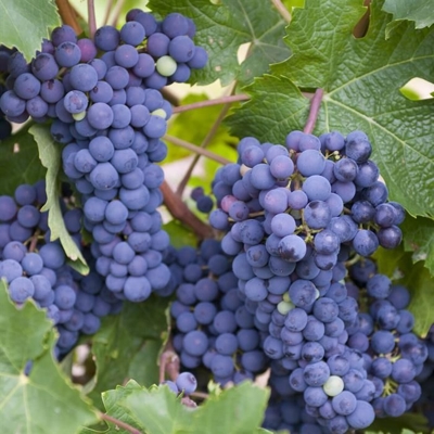 Vinič stolový - Vitis vinifera 'Besy´- biele bezsemenné Co3L KM20