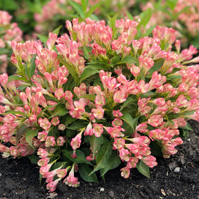 Vajgela kvetnatá - Weigela florida 'All Summer Peach' Co2,5L  20/30