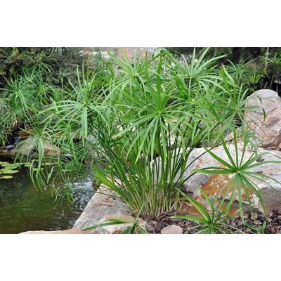 Cyperus alternifolius P9