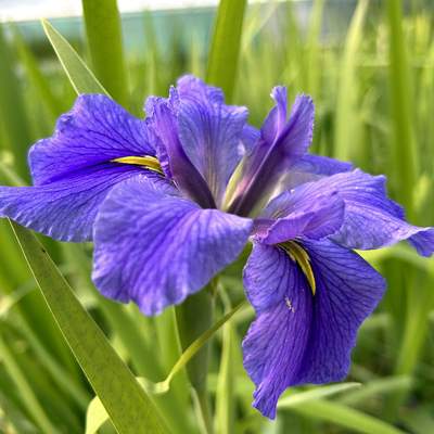 Iris germanica - žltá Co11 10/15