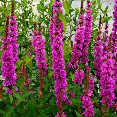 Vrbica vrbolistá - Lythrum salicaria  P9