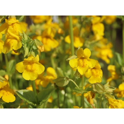 Mimulus luteus 'Grandiflora'  P9