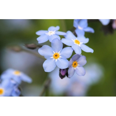 Myosotis palustris  P9