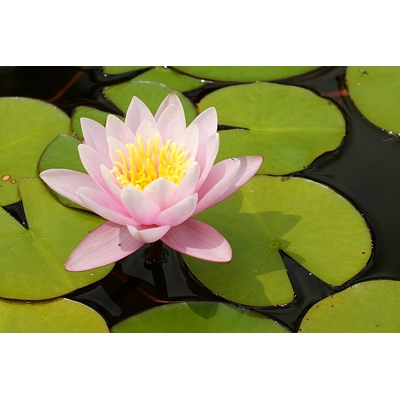 Lekno - Nymphaea ´Marliacea Rosea´ P11