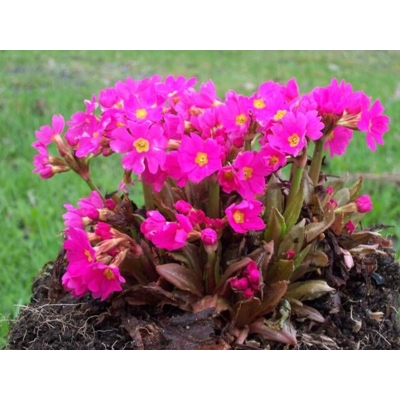 Primula rosea - Prvosienka ružová P9