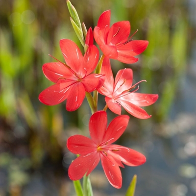 Schizostylis coccinea major Veľkosť: BS ,  P9