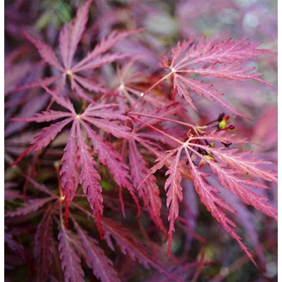 Javor dlaňolistý - Acer palmatum  'Dissectum Garnet' Co6,5L 50/60