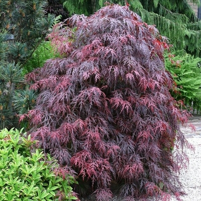 Javor dlaňolistý - Acer palmatum  'Dissectum Garnet' Co2,5L 20/30