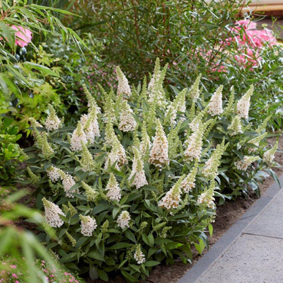 Buddleja davidii 'Royal Red' 20/30  Co2.5L