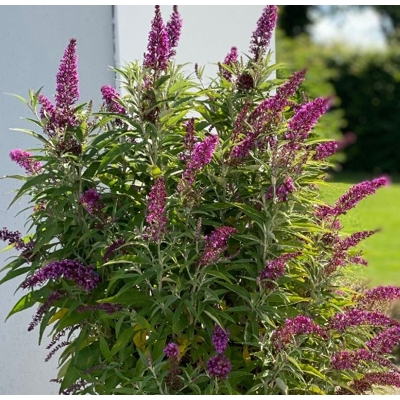 Buddleja davidii 'Royal Red' 20/30  Co2.5L