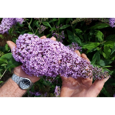 Buddleja davidii 'Royal Red' 20/30  Co2.5L