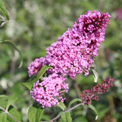 Buddleja davidii 'Royal Red' 20/30  Co2.5L