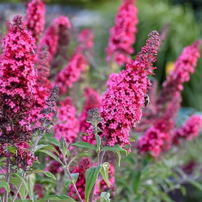 Buddleja davidii 'Pink Delight'