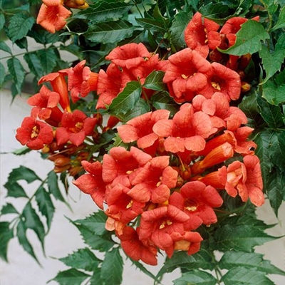 Trubkovec - Campsis radicans ´Madame Galen´ Co3L 60/70