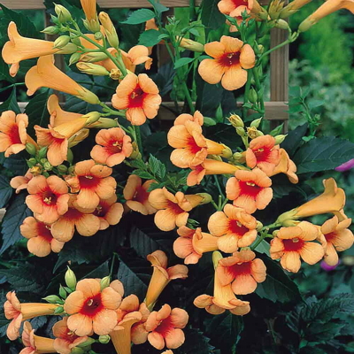 Trubkovec - Campsis x tagliabuana ´Indian summer´ Co3L 60/70