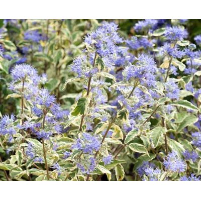 Caryopteris x clandonensis 'White Surprise'  Veľkosť: 20-30 , K2,5