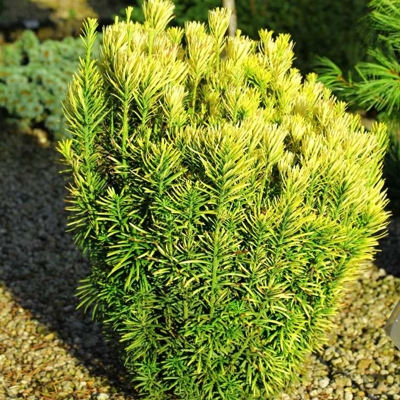 Hlavotis peckovitý - Cephalotaxus harringtonii ´Korean Gold´ Co2.5L 30/40