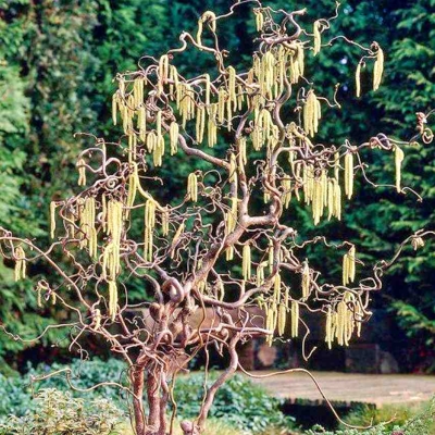 Lieska obyčajná - Corylus avellana ´Tonda Romana´ Co2L