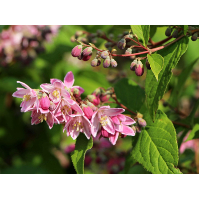 Trojpuk hybridný - Deutzia hybrida ´Strawberry Fields´ Co2,5L 20/30