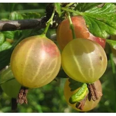 Egreš biely stromčekový - Ribes uva-crispa 'Rixanta'  KM60