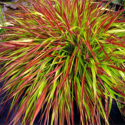 Hakonechloa macra 'Mulled Wine'