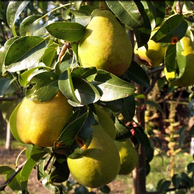 Hruška jesenná - Pyrus communis 'Lucasova' - zimná Co7.5L