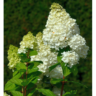 Hortenzia metlinatá - Hydrangea paniculata ’Hercules' Co4L 20/30