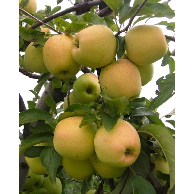 Jabloň zimná - Malus domestica 'Golden Delicious' - zimná Co7.5L