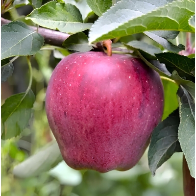 Jabloň zimná - Malus domestica 'Golden Delicious' - zimná Co7.5L