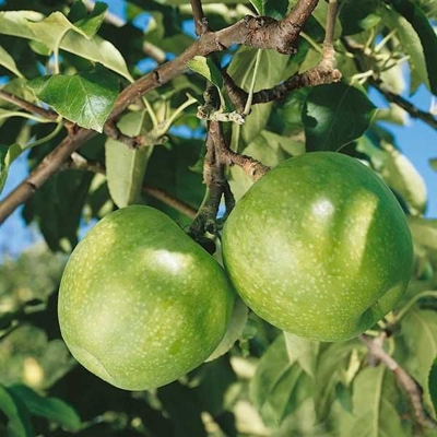 Jabloň zimná - Malus domestica 'Golden Delicious' - zimná Co7.5L