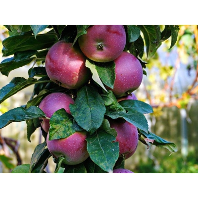 Jabloň  - Malus domestica 'Redspring' - stĺpovitá (skoro zimná)  Co7.5L