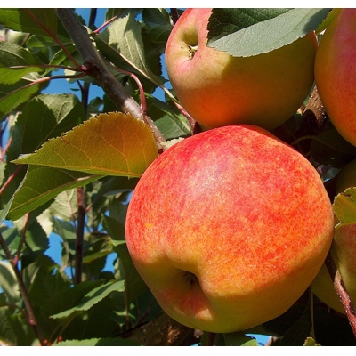 Jabloň - Malus domestica 'Šampion'  - jesenná