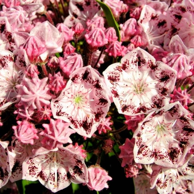 Kalmia latifolia ´Carousel´ 25/30 Co4L