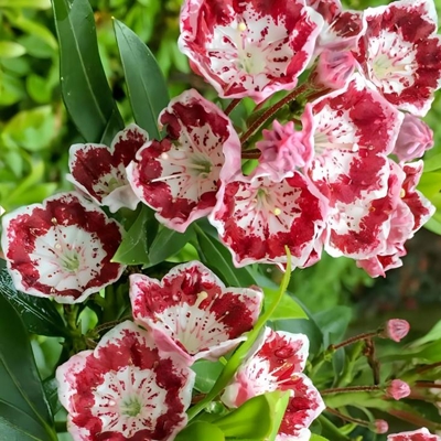 Kalmia latifolia ´Carousel´ 25/30 Co4L