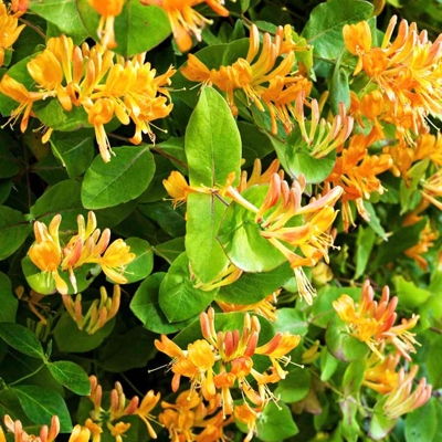 Zemolez henryho - Lonicera Henryi ´Copper Beauty´