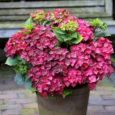 Hortenzia kalinolistá - Hydrangea macrophylla ´Masja´ Co3L 25/30