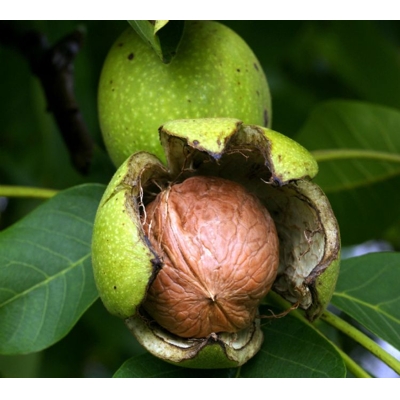 Orech vlašský - Juglans regia 'Jupiter'  Veľkosť: 175-200 Špecifikácia: K - FP