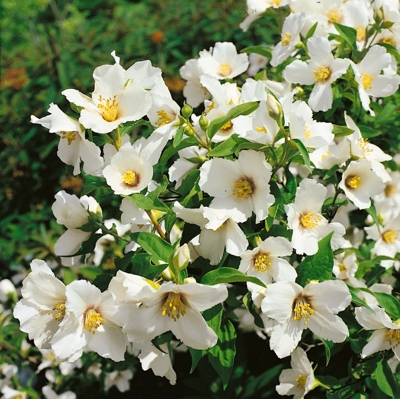 Philadelphus ´Belle Etoile´ Co2,5L  20/30