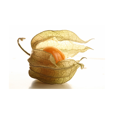 Physalis peruviana ´Golden Berry´ P13 10/15