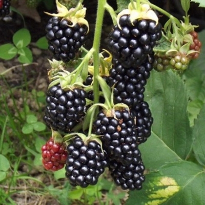 Ostružina černicová - Rubus fruticosus  ´Dirksen´ - beztŕnna