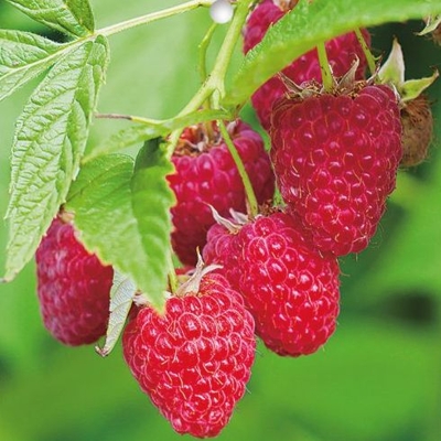 Malina červená - Rubus idaeus 'Glen Ample' Co1L