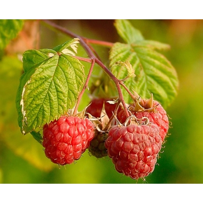 Malina červená - Rubus idaeus 'Malling Promise' 40+ Co2L