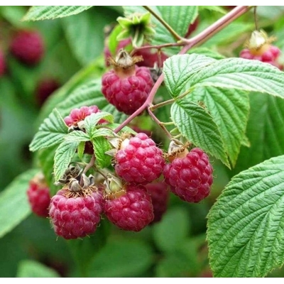 Malina červená - Rubus idaeus ´Ottawa´  40+