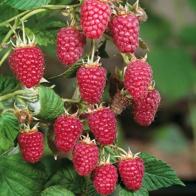 Malina červená - Rubus idaeus 'Glen Ample' Co1L